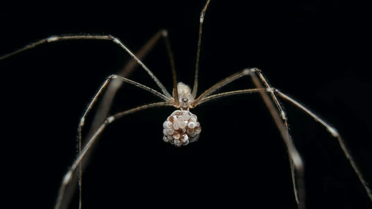 Female-Daddy-long-legs-spider-carrying-eggs