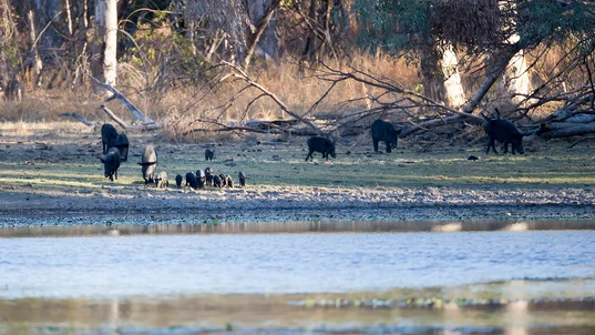 Feral pigs coming to water at Jardines Lagoon, near Einsleigh, North Queensland