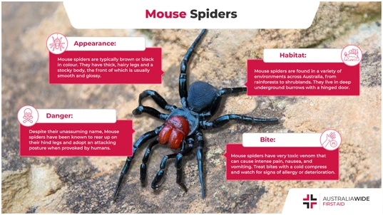 Finished Infographic on the Mouse Spider