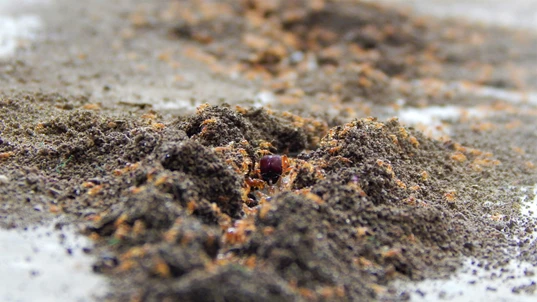 Fire Ant Nest