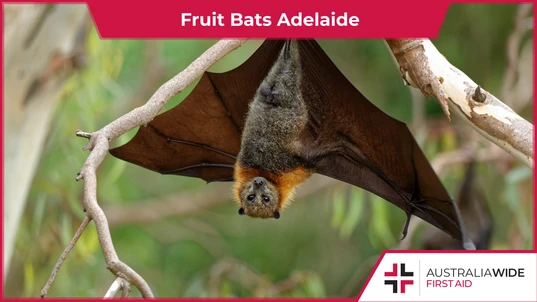 A fruit bat hanging upside down in a tree