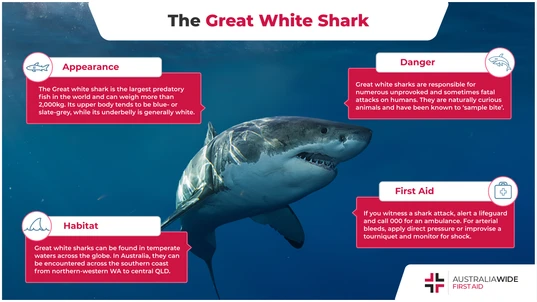 Infographic about Great White Shark 