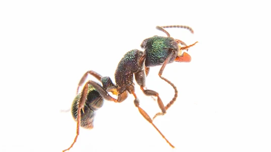 An ant with a metallic sheen against a white background
