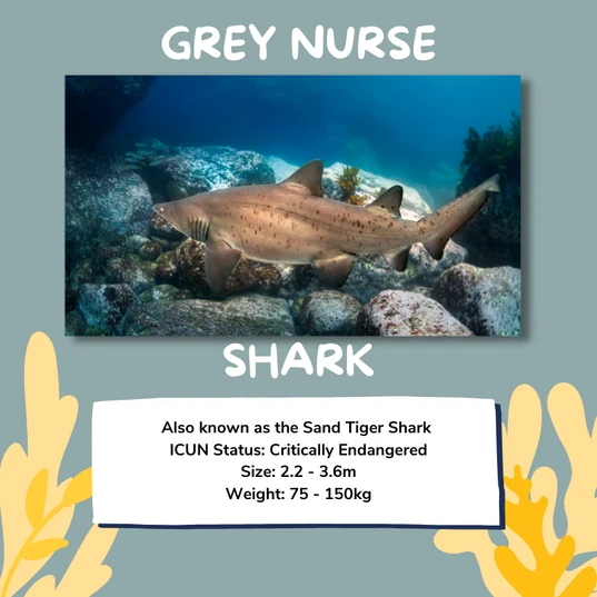 Grey nurse shark