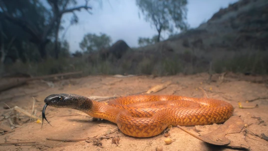 A Gwardar Snake with its head raised slightly off the ground