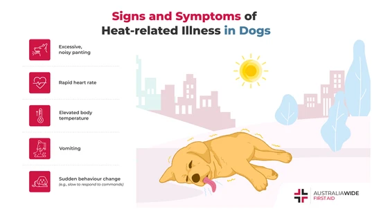 Infographic about Heat-related Illness in Dogs