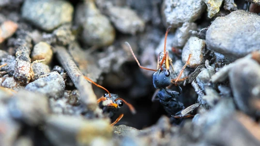 Two dark coloured ants crawling out of a hole