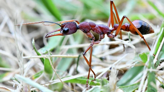 A reddish brown ant walking through grass
