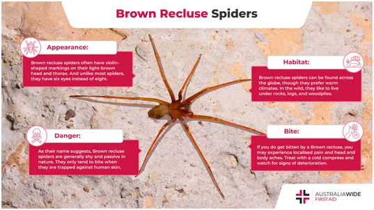infographic about the brown recluse spider