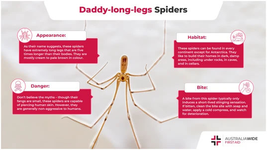 Infographic about the Daddy-Long-Legs spider