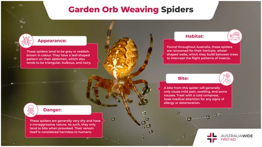 Infographic about the Garden Orb Weaving Spider