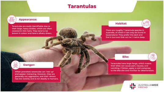 Infographic of a Tarantula 
