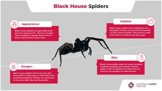 Infographic on the Black House Spider 