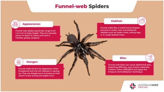 Infographic on the Funnel-web Spider