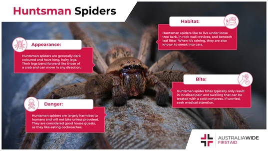 Infographic on the Huntsman Spider