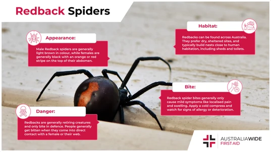 Infographic on the Redback Spider