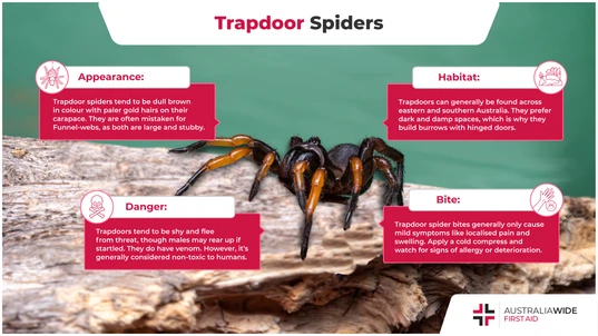 Infographic on the Trapdoor Spider