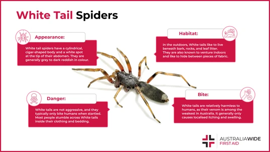 Infographic on Whitetail Spider