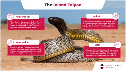 Infographic about the Inland Taipan