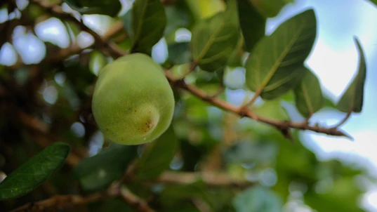 Kakadu plum fruit on tree