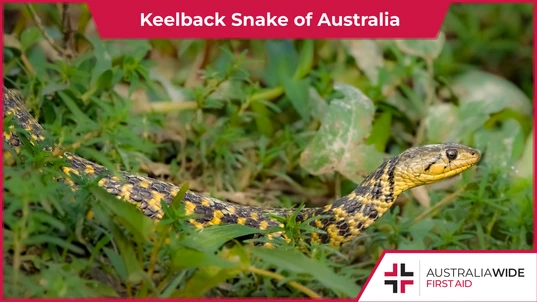 Keelback snake slivering through grass