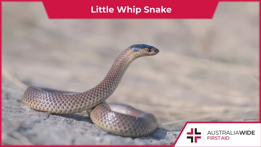 Little whip snake on rock