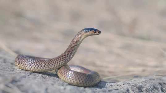 Little whip snake coiled up on a flat stone