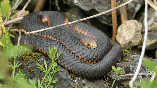 Lowland Copperhead Snake