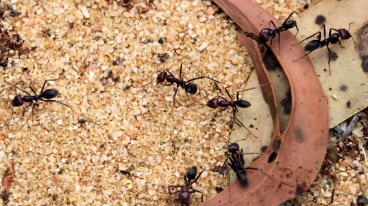 Meat Ants