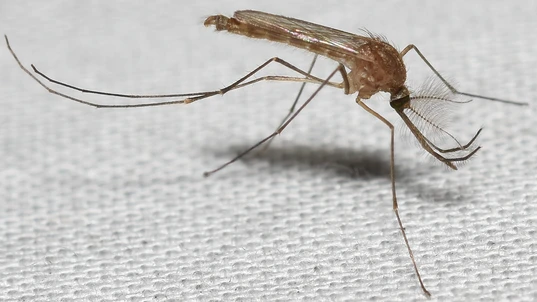 Mosquito - Subfamily Culicinae