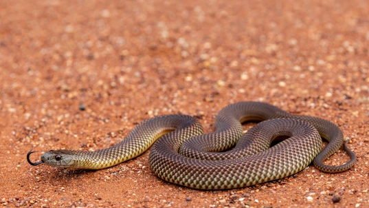Mulga snake sitting on red dirt flickering its tongue