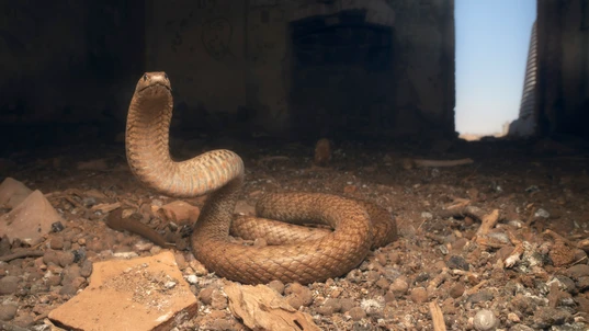 Northern Brown Snake with its head raised in a defensive position