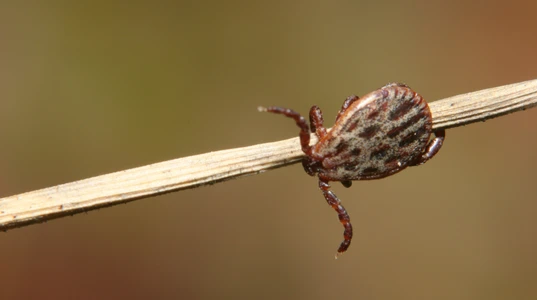 Paralysis tick found in temperate, wooded and grassy areas 