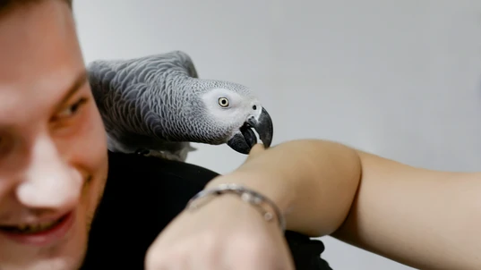 Pet bird biting arm