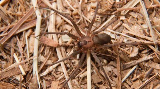 Picture of a Brown Recluse Spider Among Twigs and Dead Grass