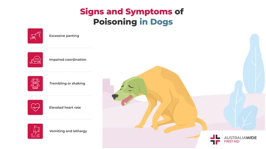 Infographic about Poisoning in Dogs 