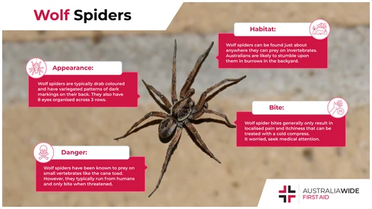 Professional Infographic on the Wolf Spider