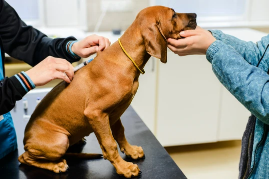 Puppy receiving a vaccine needle at the vet.