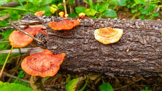 The Pycnoporus sanguineus mushroom grows on weathered tree branches