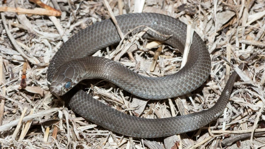 Pygmy copperhead snake