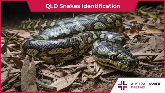 QLD Snakes Identification