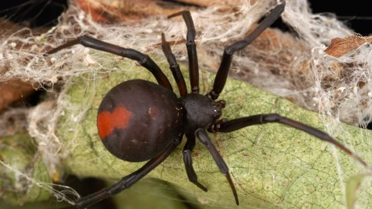 A redback spider, Latrodectus hasseltii, of the family Theridiidae. ©CSIRO