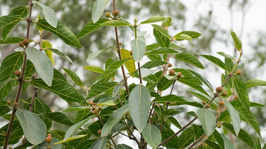 Sandpaper Fig, Ficus Opposita, with fruit and foliage growing in bushland