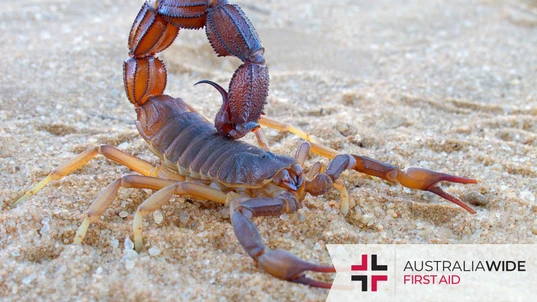 A brown coloured Scorpion on sand