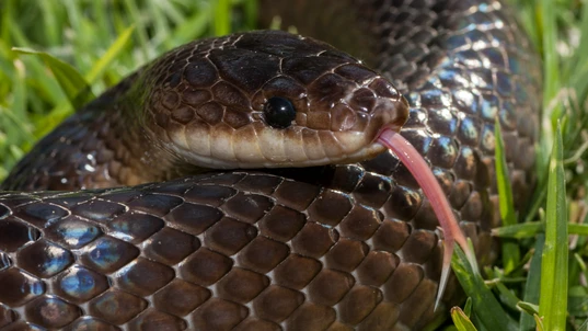 Slaty grey snake flickering its tongue