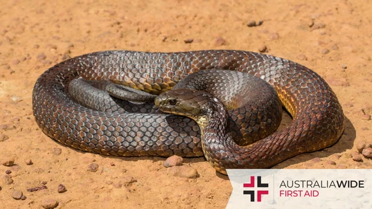 Snakes in Melbourne