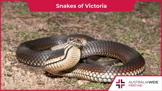 Snakes of Victoria