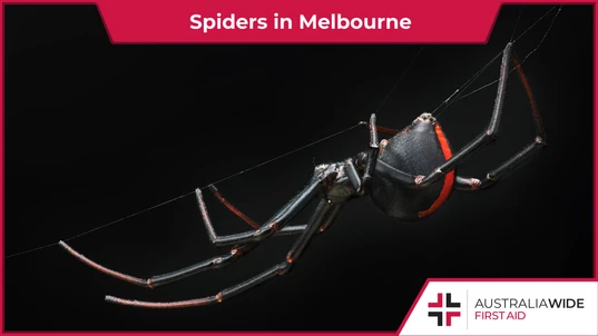 A Redback spider suspended from a thread of silk