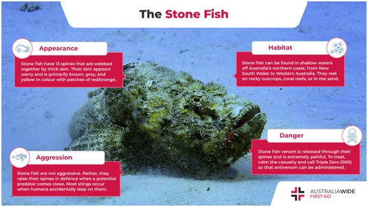 Infographic About the Stone Fish