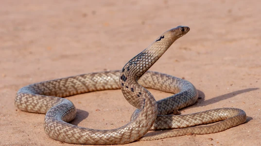 Strap-snouted Brown Snake with its head raised in a defensive position